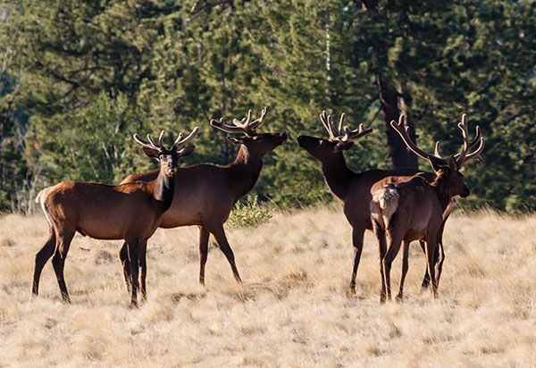 Elk Cervus elaphus
