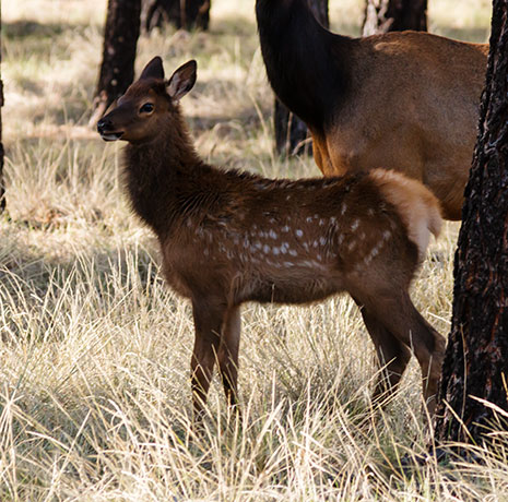 Elk Cervus canadensis Cervus elaphus