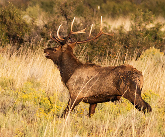 Elk Cervus canadensis Cervus elaphus