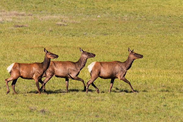 Elk Cervus canadensis Cervus elaphus