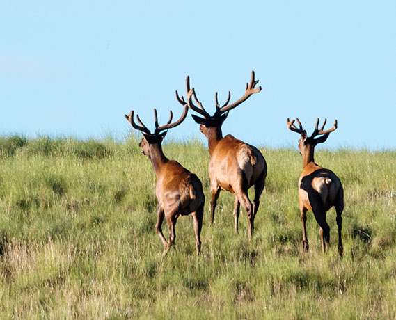 Elk Cervus canadensis Cervus elaphus