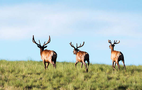 Elk Cervus canadensis Cervus elaphus