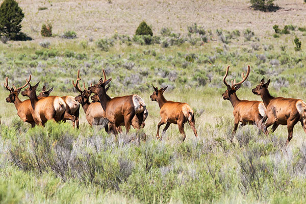 Elk Cervus canadensis Cervus elaphus