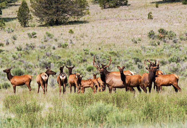 Elk Cervus canadensis Cervus elaphus