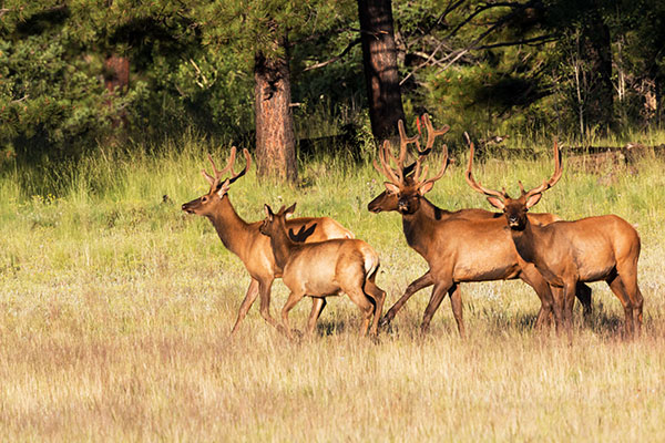 Elk Cervus canadensis Cervus elaphus