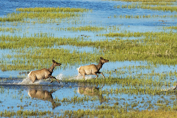 Elk Cervus canadensis Cervus elaphus