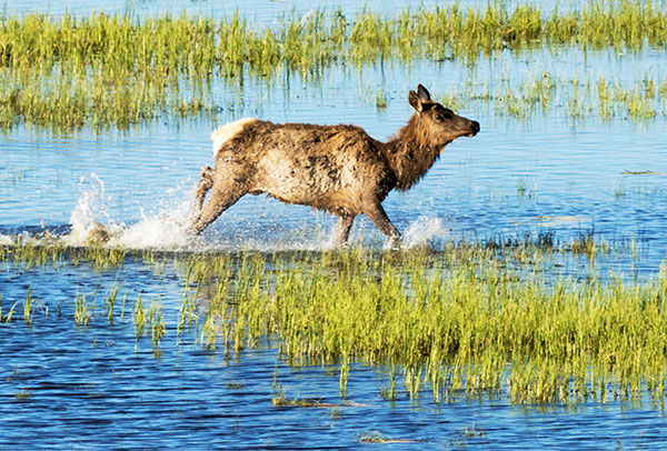 Elk Cervus canadensis Cervus elaphus