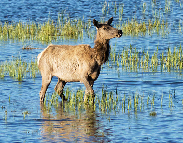 Elk Cervus canadensis Cervus elaphus