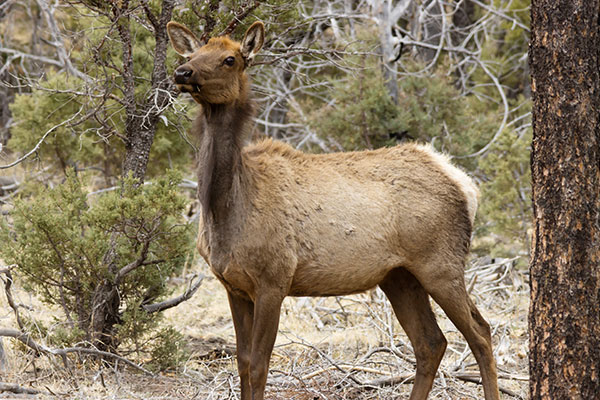 Elk Cervus canadensis Cervus elaphus