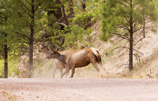 Elk Cervus canadensis Cervus elaphus