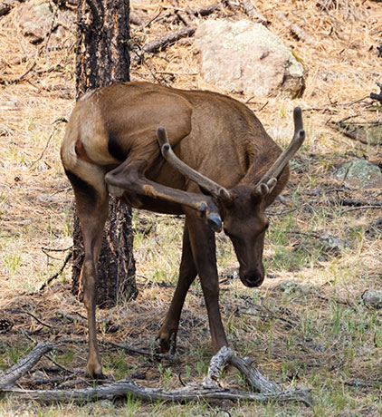 Elk Cervus canadensis Cervus elaphus