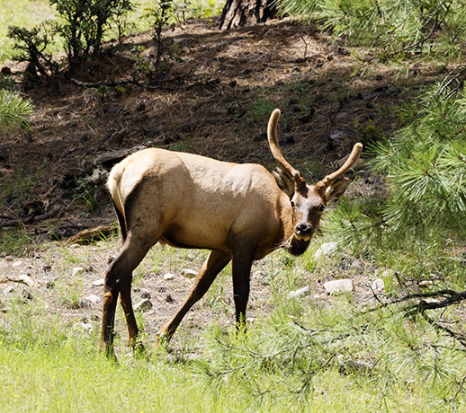 Elk Cervus canadensis Cervus elaphus