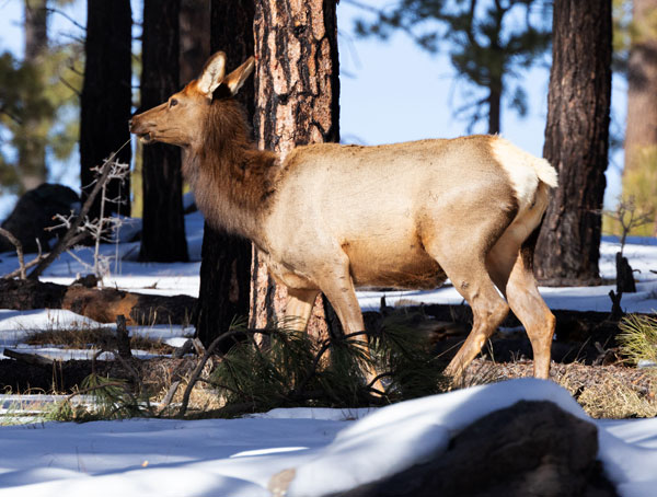 Elk Cervus canadensis Cervus elaphus