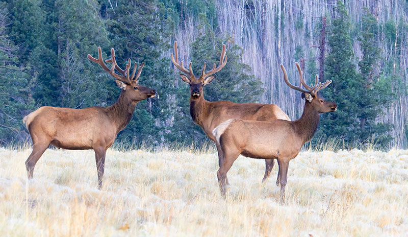 Elk Cervus canadensis Cervus elaphus