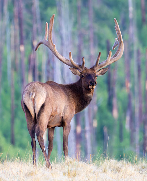 Elk Cervus canadensis Cervus elaphus