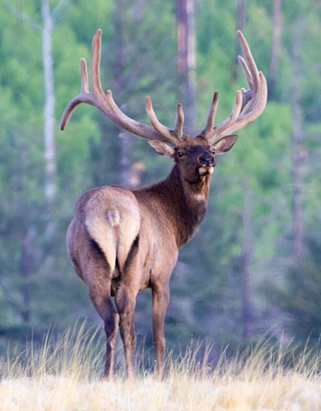 Elk Cervus canadensis Cervus elaphus