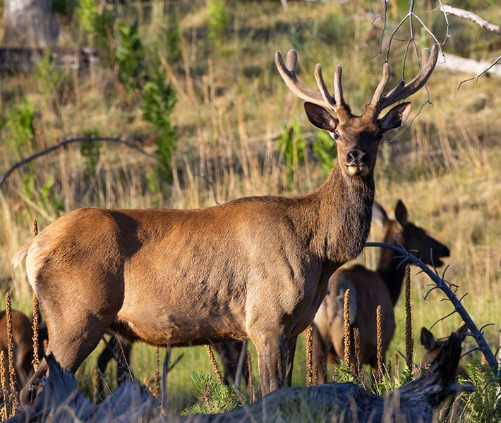 Elk Cervus canadensis Cervus elaphus