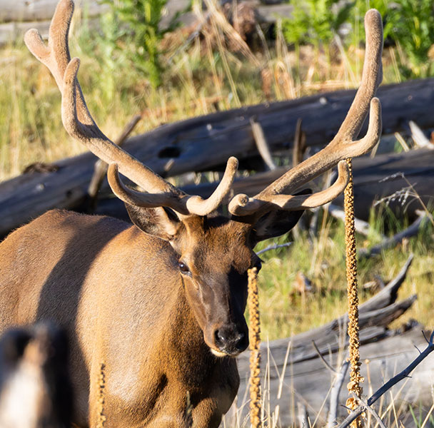 Elk Cervus canadensis Cervus elaphus