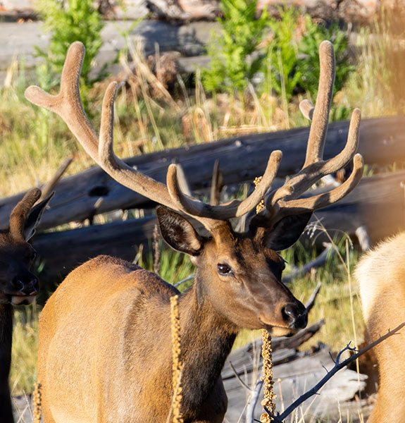 Elk Cervus canadensis Cervus elaphus