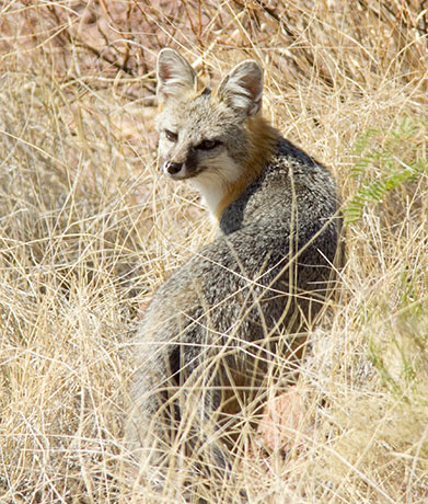 Gray Fox Urocyon cinereoargenteus 