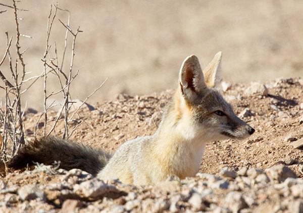 Kit Fox Vulpes macrotis 
