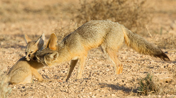 Kit Fox Vulpes macrotis 