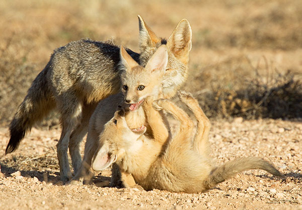 Kit Fox Vulpes macrotis 