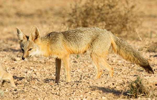 Kit Fox Vulpes macrotis 