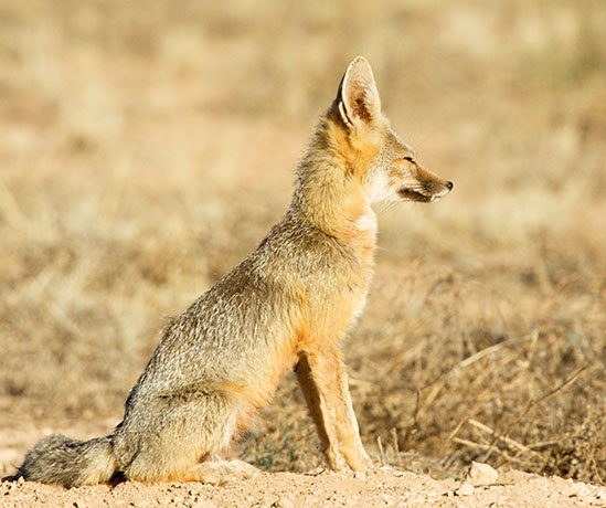 Kit Fox Vulpes macrotis 