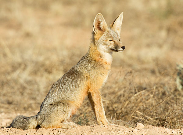Kit Fox Vulpes macrotis 
