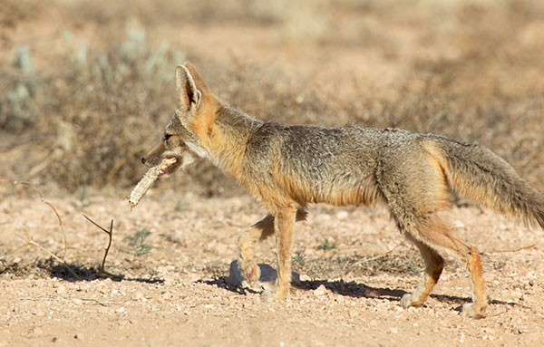 Kit Fox Vulpes macrotis 