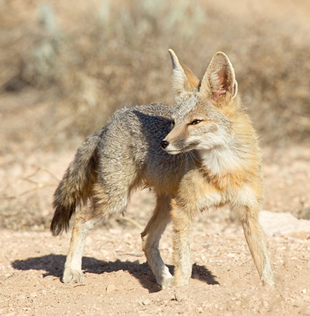 Kit Fox Vulpes macrotis 