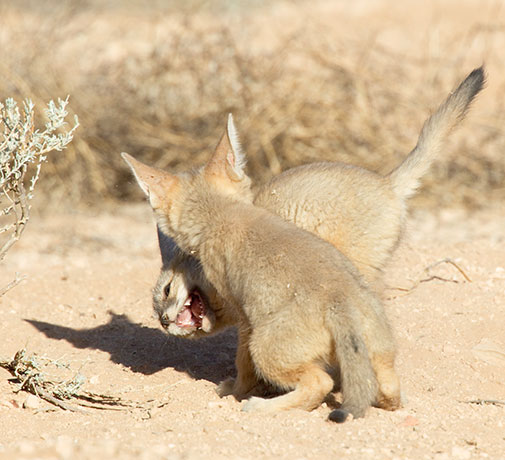 Kit Fox Vulpes macrotis 