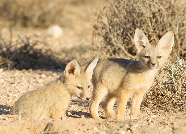 Kit Fox Vulpes macrotis 