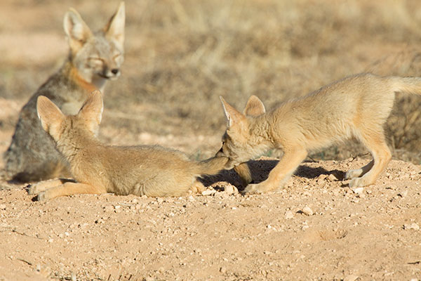 Kit Fox Vulpes macrotis 