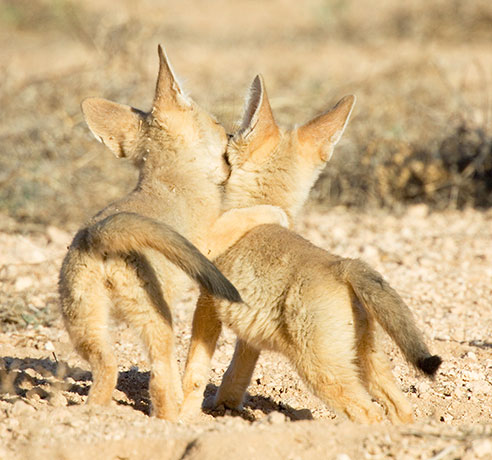 Kit Fox Vulpes macrotis 