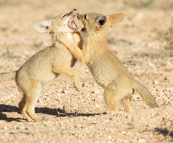 Kit Fox Vulpes macrotis 