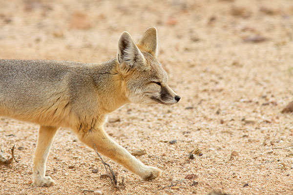 Kit Fox Vulpes macrotis 