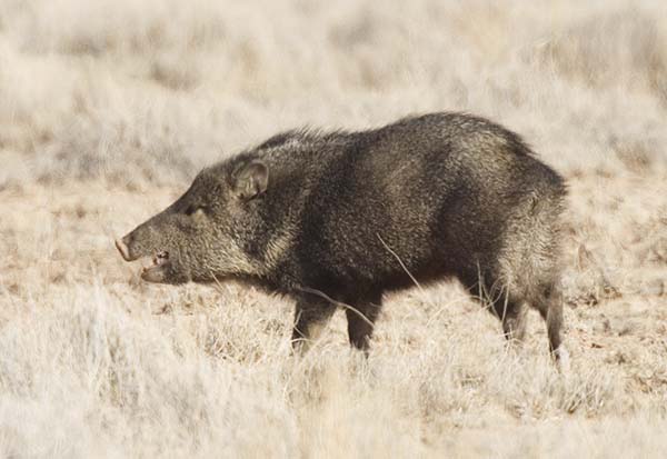 Javelina Pecari tajacu (Collared Peccary)