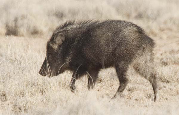 Javelina Pecari tajacu (Collared Peccary)