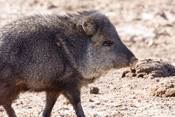 Javelina Pecari tajacu (Collared Peccary)running