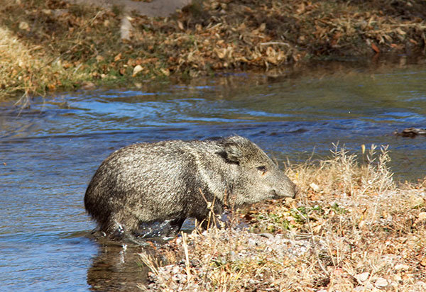 Javelina Pecari tajacu (Collared Peccary)running