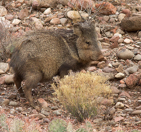Javelina Pecari tajacu (Collared Peccary)running
