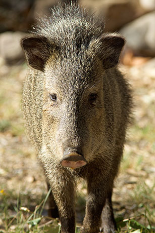 Javelina Pecari tajacu (Collared Peccary)running