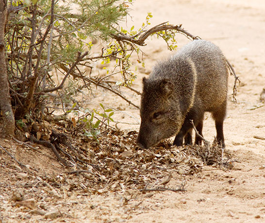 Javelina Pecari tajacu (Collared Peccary)running