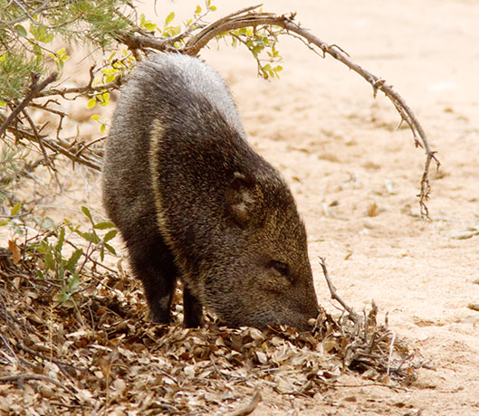 Javelina Pecari tajacu (Collared Peccary)running