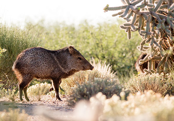 Javelina Pecari tajacu (Collared Peccary)running
