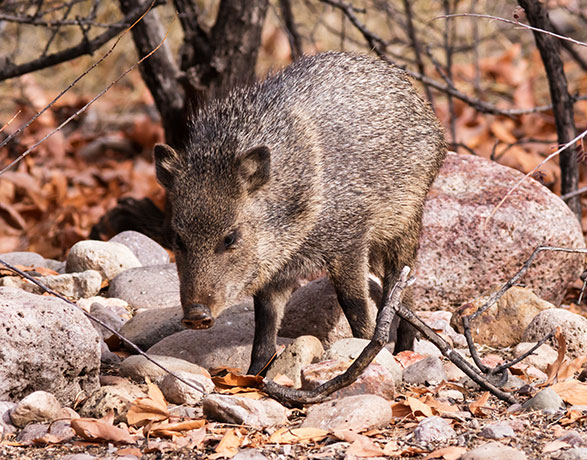 Javelina Pecari tajacu (Collared Peccary)running