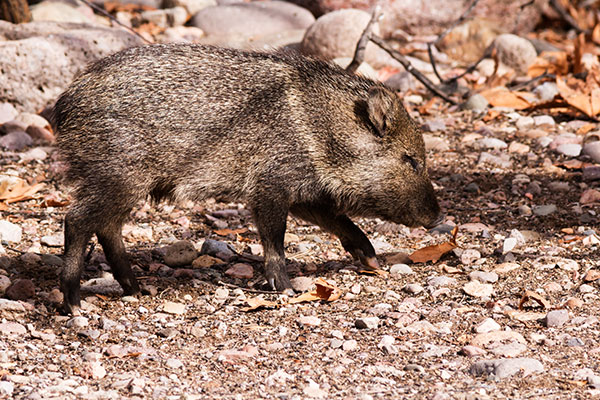 Javelina Pecari tajacu (Collared Peccary)running