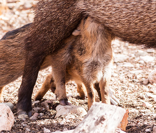 Javelina Pecari tajacu (Collared Peccary)running